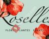 Roselles Flores