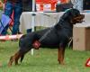 Rottweiler de Alaiz - Adiestramiento canino