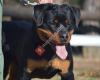 Rottweiler Sahu Juanjo Hernandez