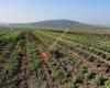 Santa Ella Agricultura Ecológica