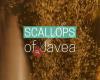 Scallops of Javea