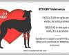 Scooby en Salamanca Adopta