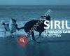 Sirius Cuidados Caninos