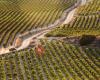 Solabal Bodega Y Viñedos