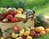 Terapias con Frutas y verduras 