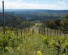 The Priorat Guide