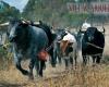 Toros Villacarrillo