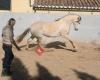 Tracy James Natural Horsemanship