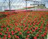 Vivero La Lizona S.L.
