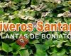 Viveros Santana - Plantas de Boniatos