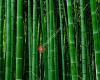 Zenn Bamboo